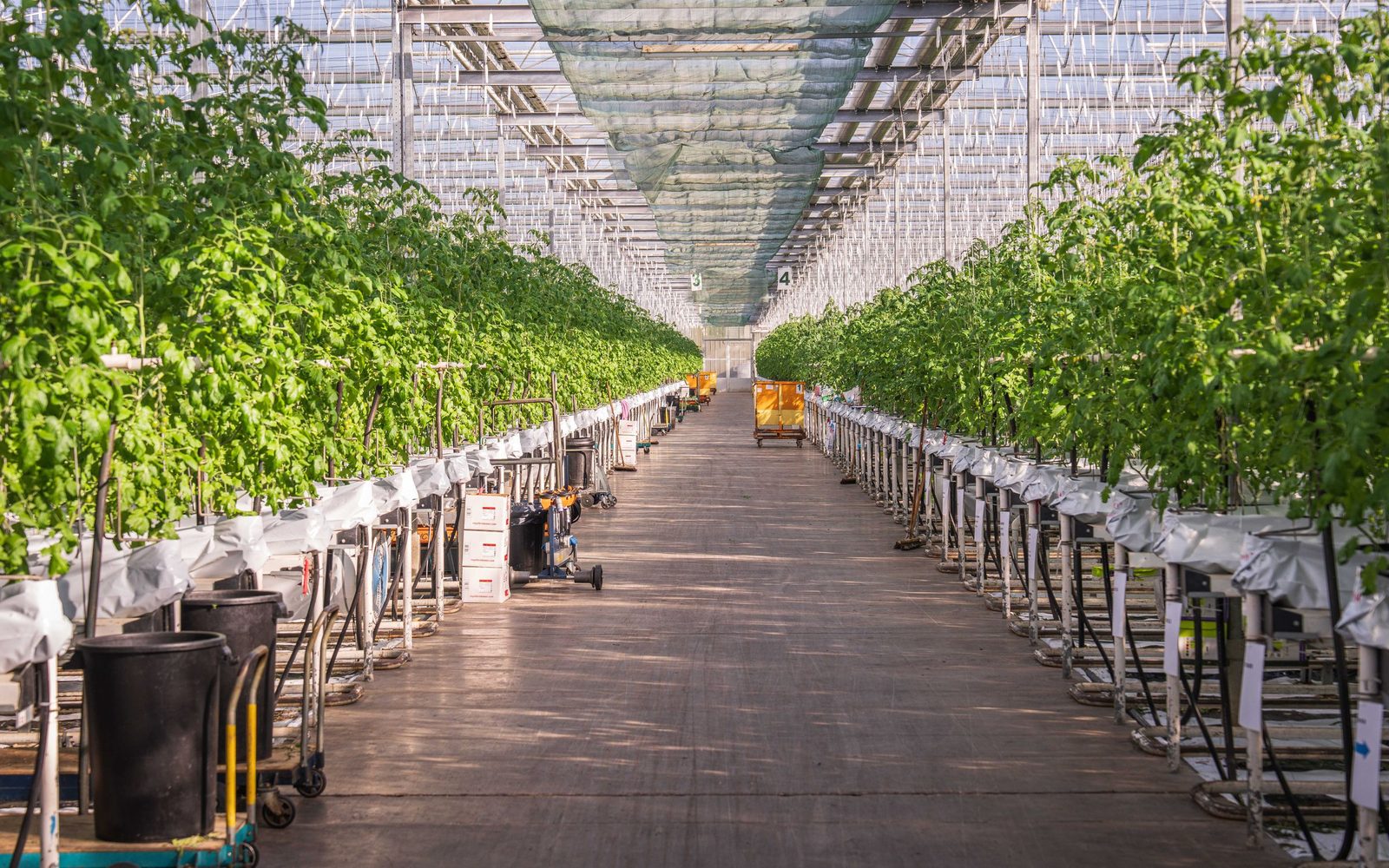 Betonpad door een glazen kas met aan beide zijden tomatenrijen op goten, teeltkarren op buisrails en een schermdoek onder het dak