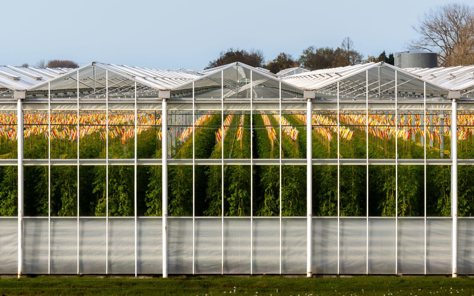 Moderne tomatenkas in Zuid-Holland met rijen jonge planten