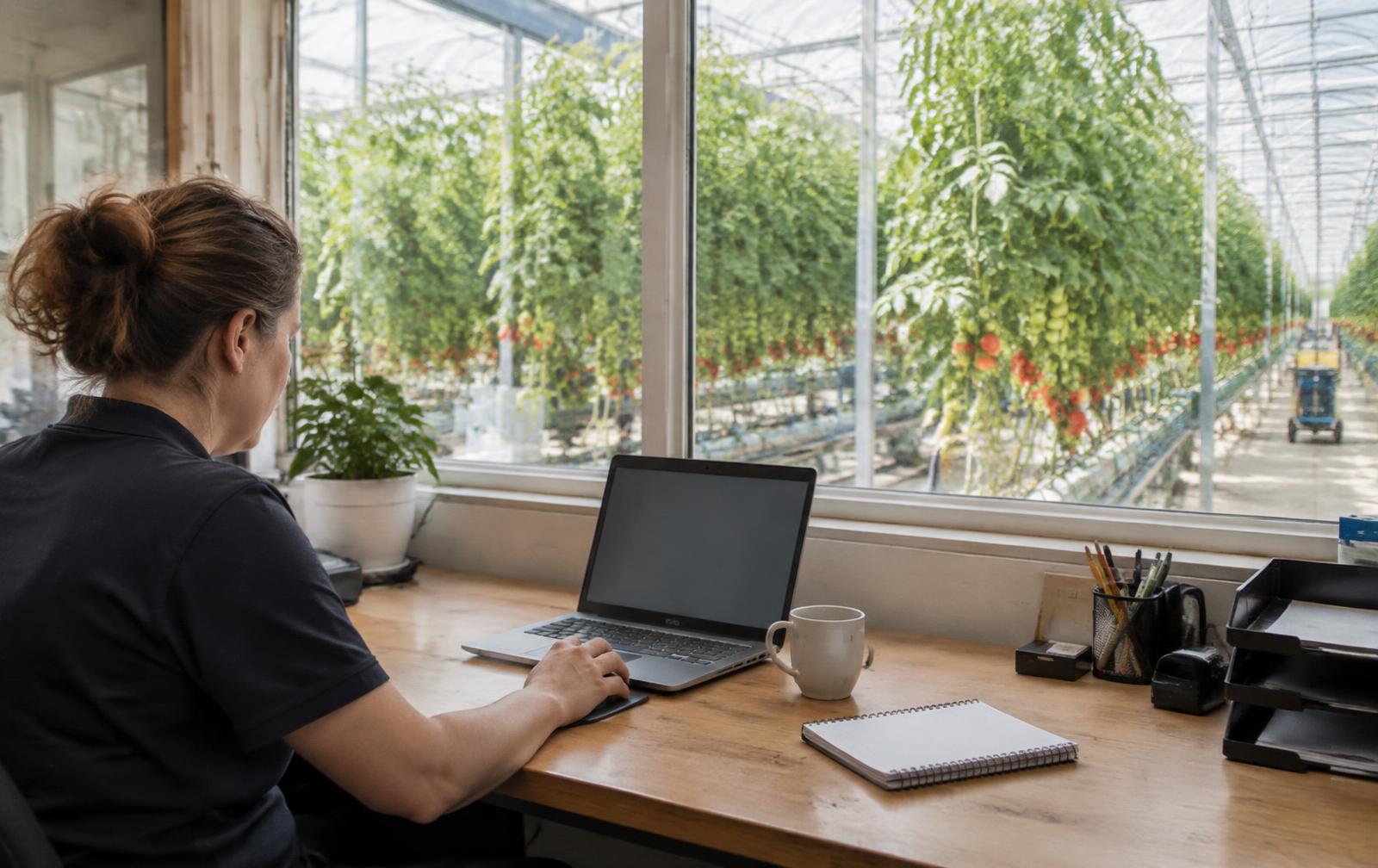 Medewerker achter een laptop in een kantoor met uitzicht op rijen tomatenplanten in de kas